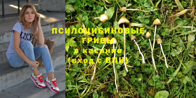 купить закладку  Володарск  Псилоцибиновые грибы MAGIC MUSHROOMS 